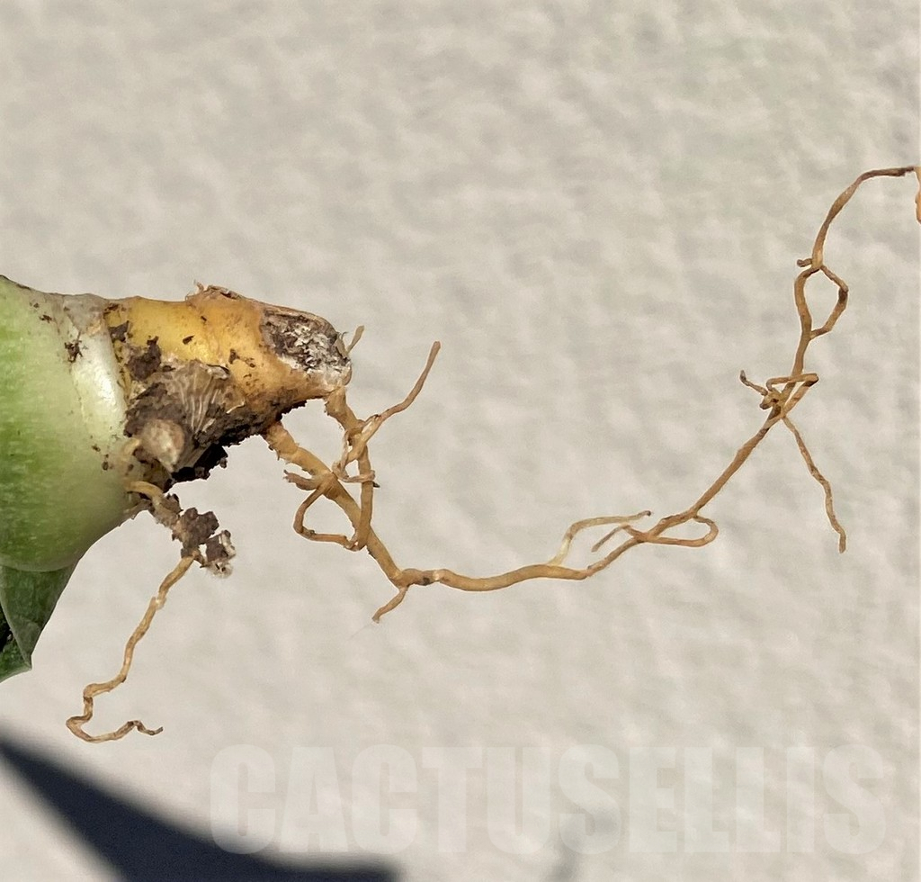 SHPR39012 Sansevieria 'Silver Crown' - immagine 2