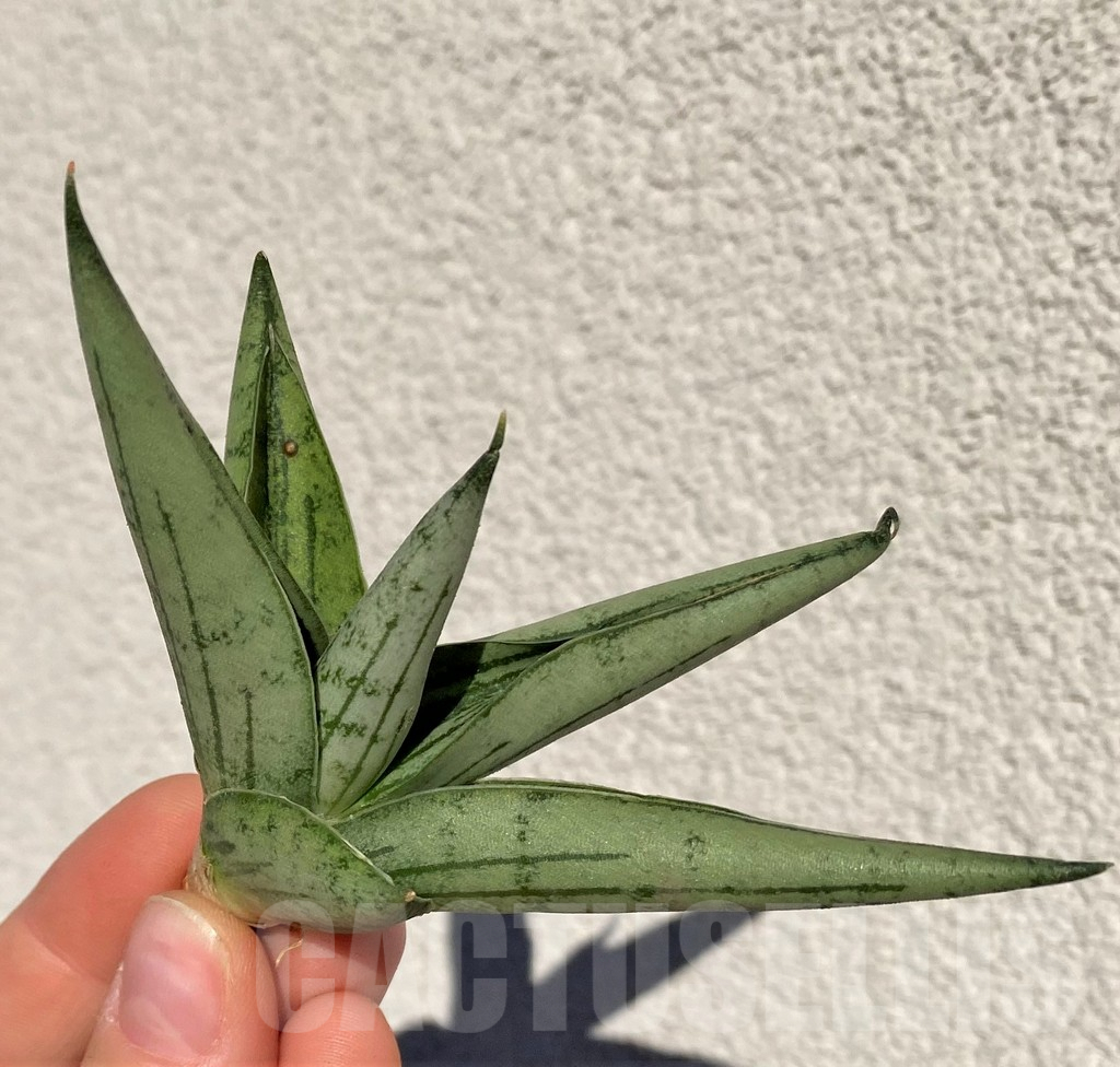 SHPR39012 Sansevieria 'Silver Crown' - immagine 3