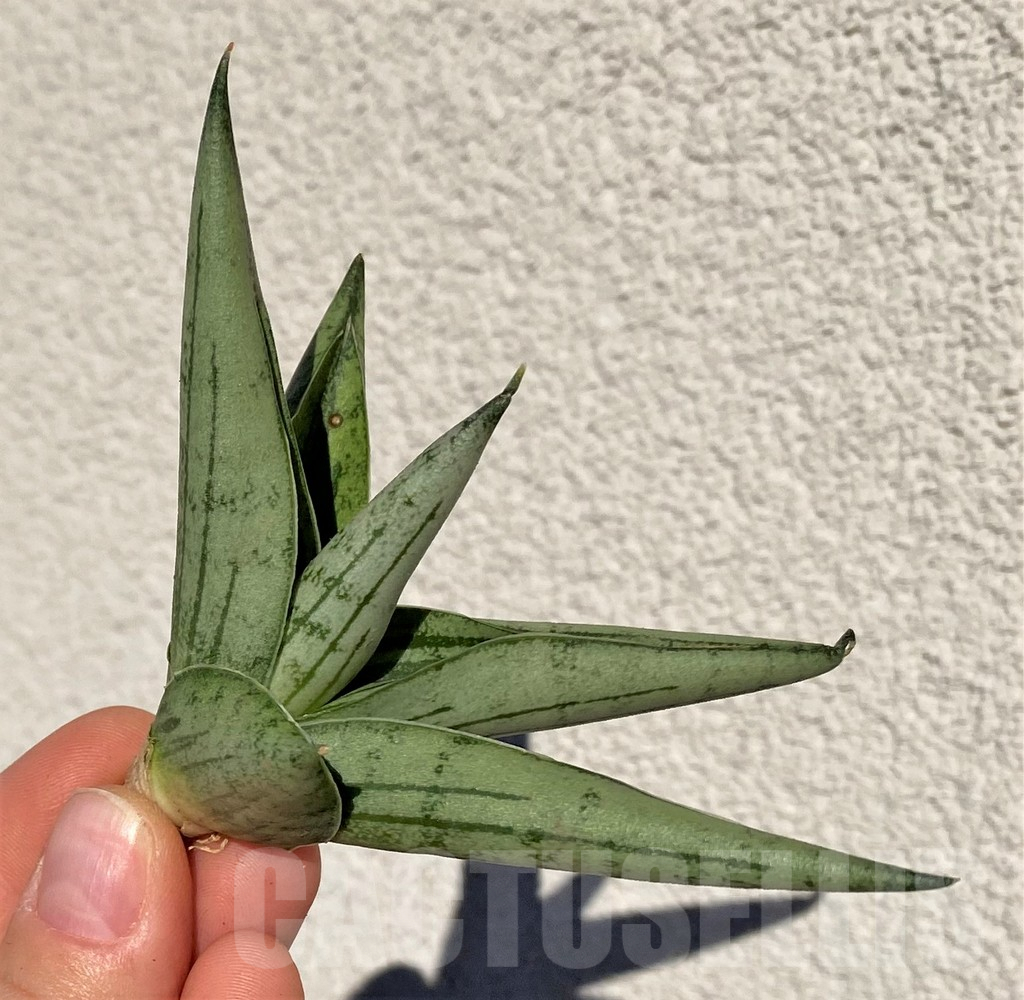 SHPR39012 Sansevieria 'Silver Crown'