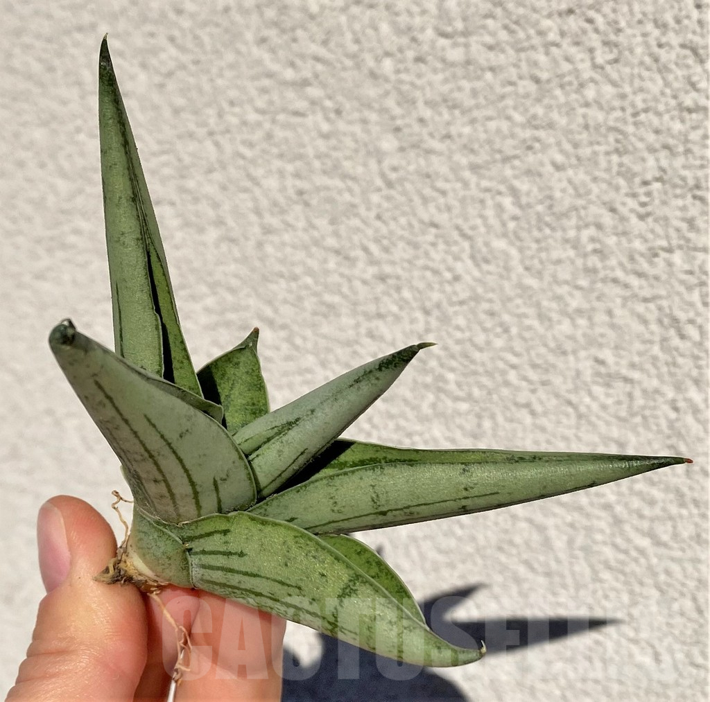 SHPR39012 Sansevieria 'Silver Crown' - immagine 4