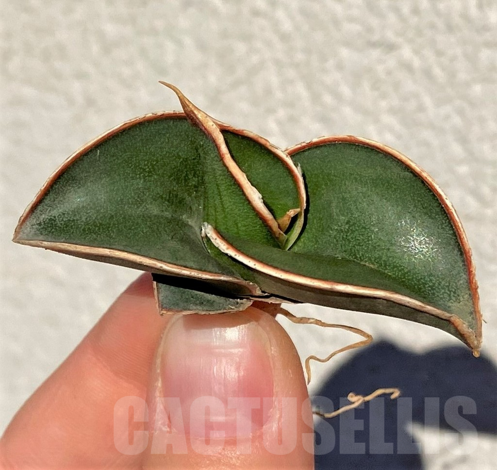 SHPR38998 Sansevieria ‘Rorida’ - Image 3