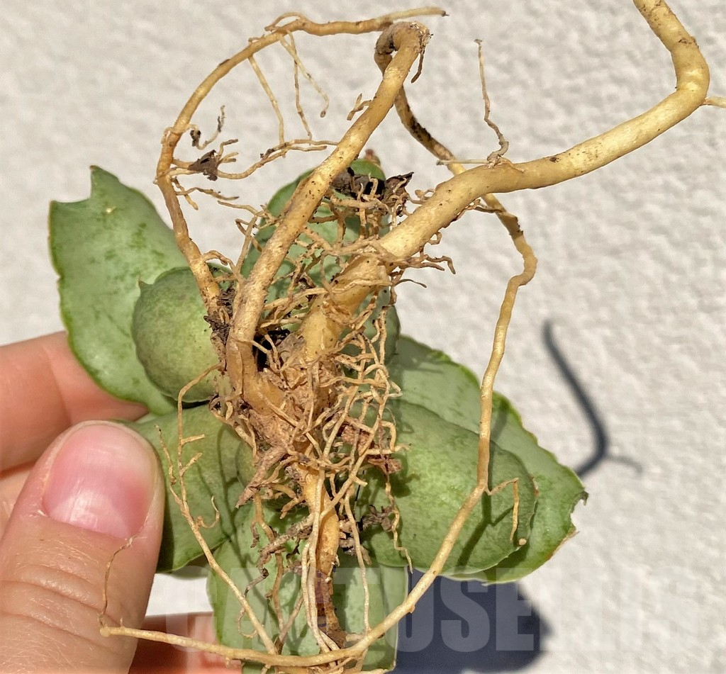 SHPR39013 Sansevieria ‘Hobbit’ hybrid - immagine 3