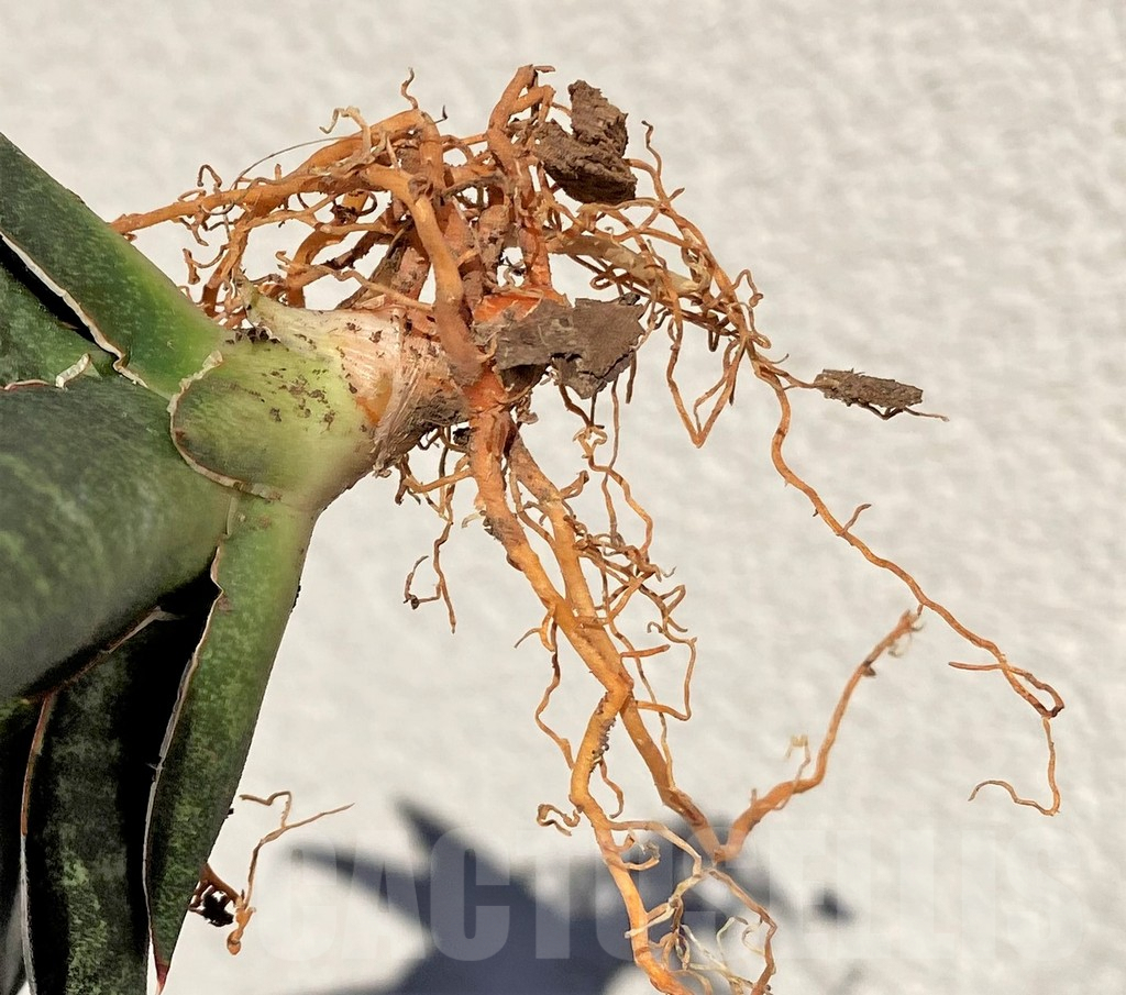 SHPR39014 Sansevieria 'Black Diamond' - Imagen 3