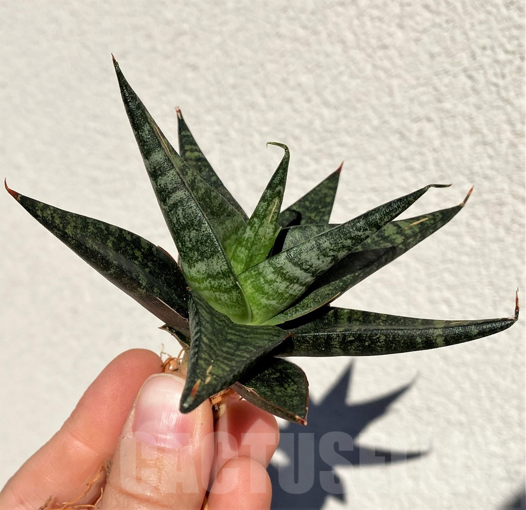 SHPR39014 Sansevieria 'Black Diamond' - Imagen 2