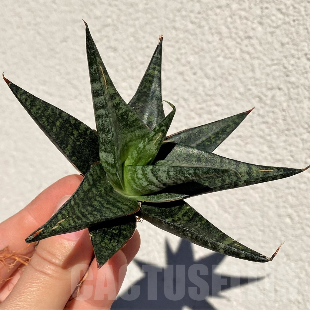 SHPR39014 Sansevieria 'Black Diamond'