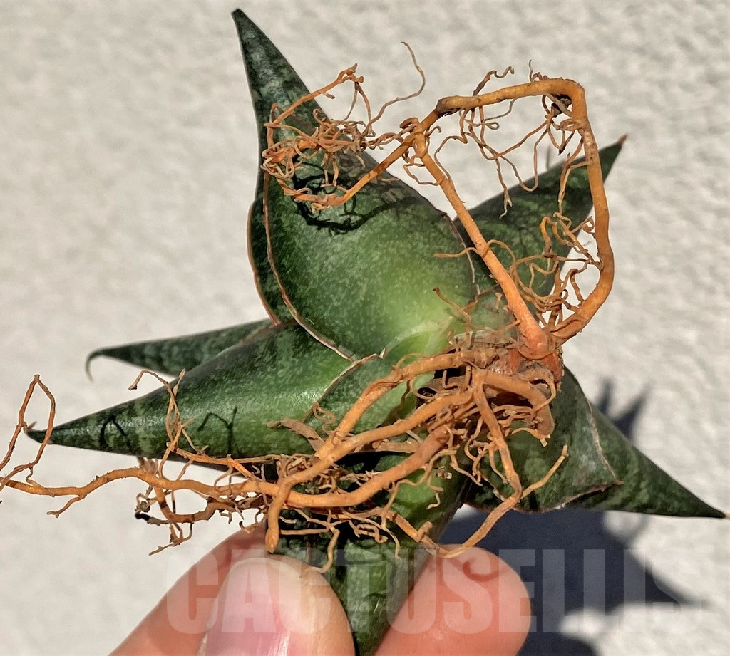 SHPR39015 Sansevieria 'Black Diamond' - Imagen 3