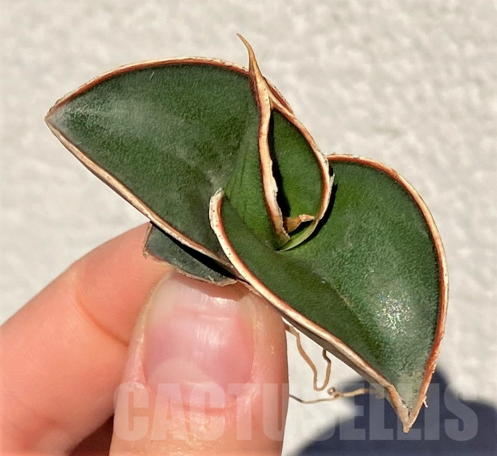SHPR38998 Sansevieria ‘Rorida’