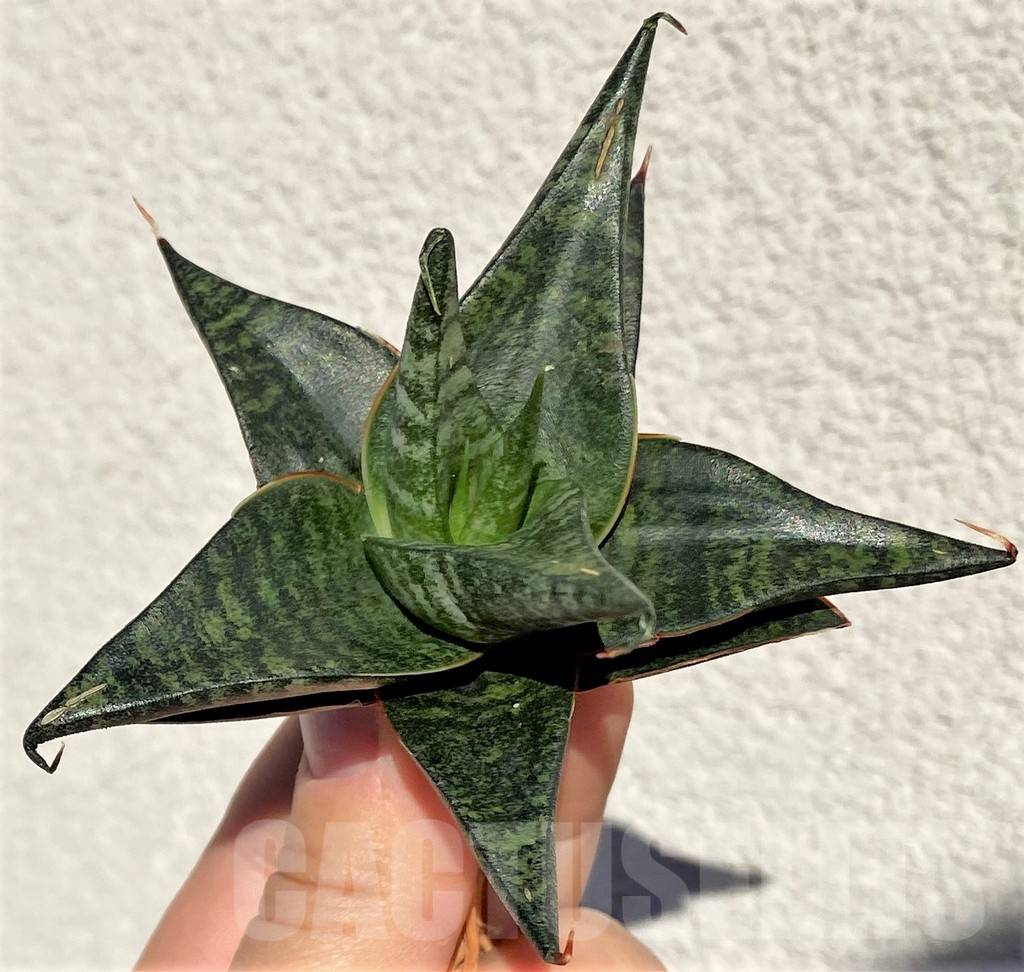 SHPR39015 Sansevieria 'Black Diamond' - Imagen 2