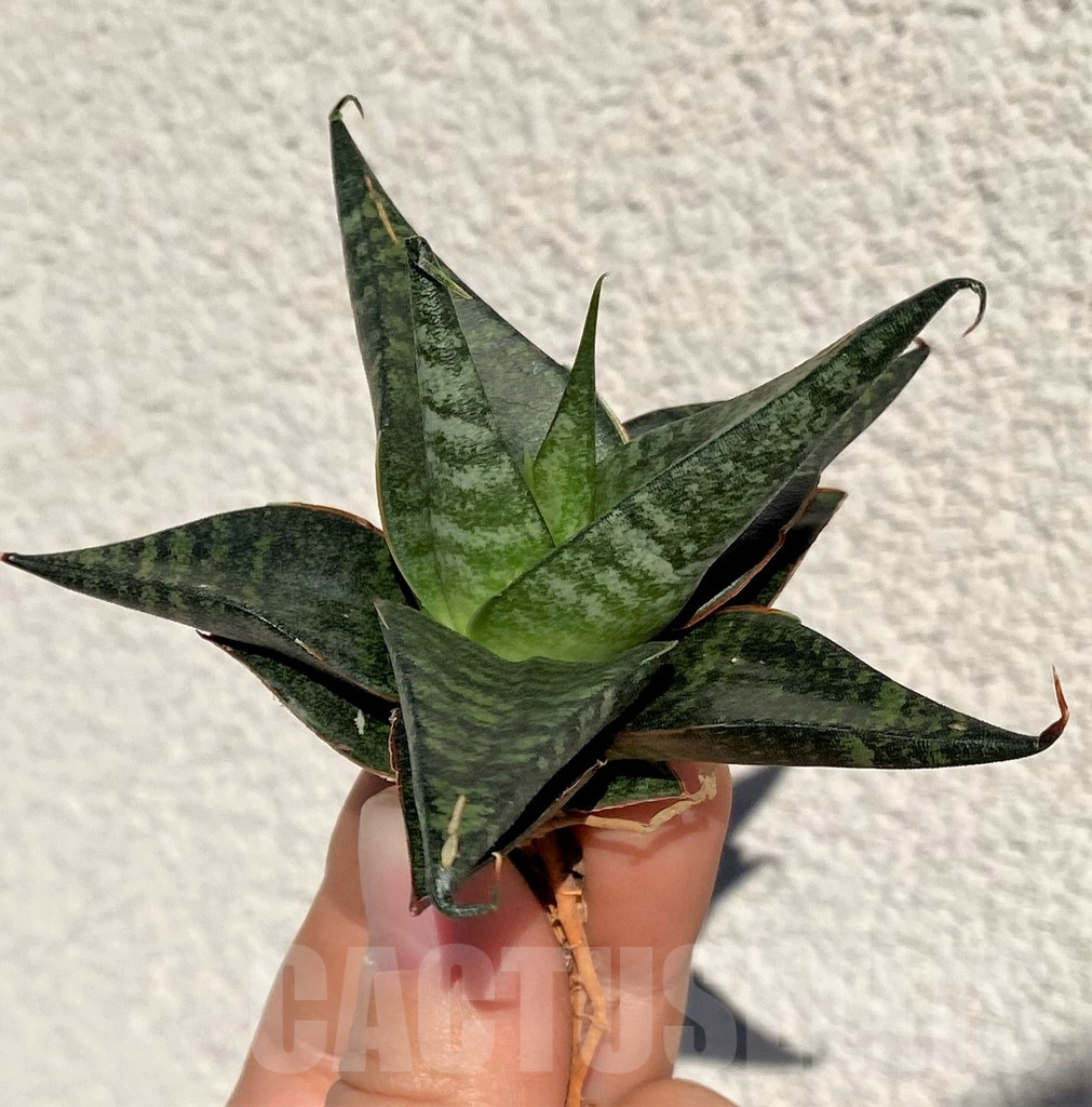 SHPR39015 Sansevieria 'Black Diamond'