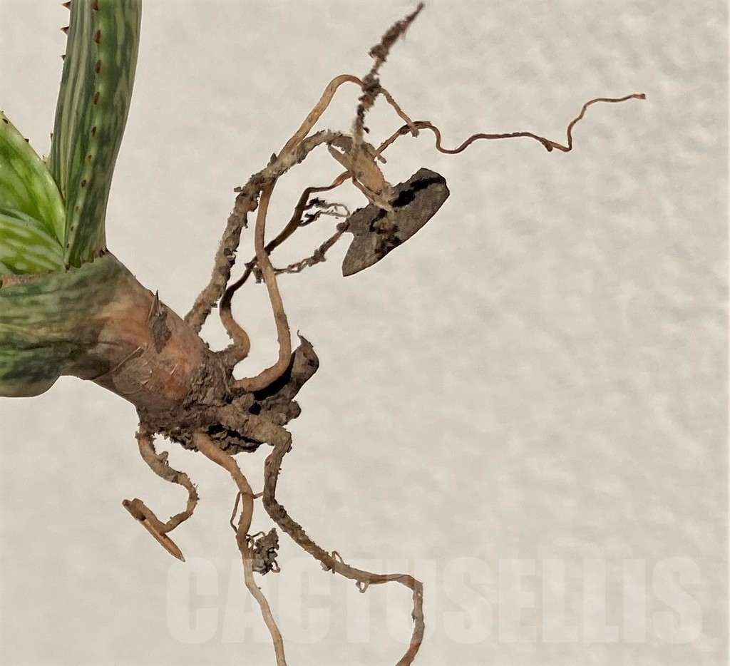 SHPR39016 Aloe somaliensis - Obrázek 2