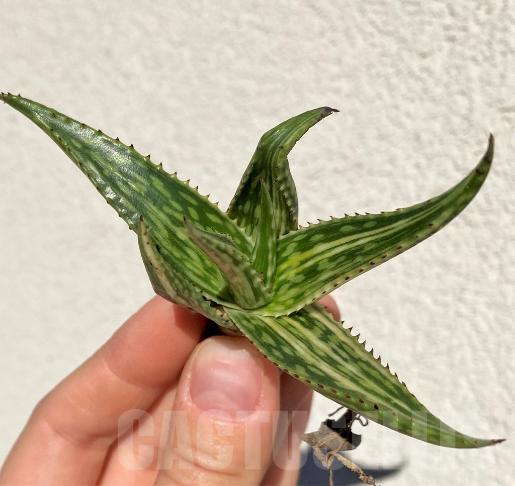 SHPR39016 Aloe somaliensis