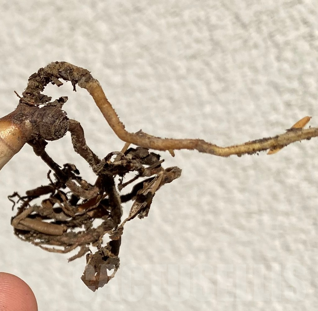 SHPR39019 Aloe somaliensis f.variegata - Image 3