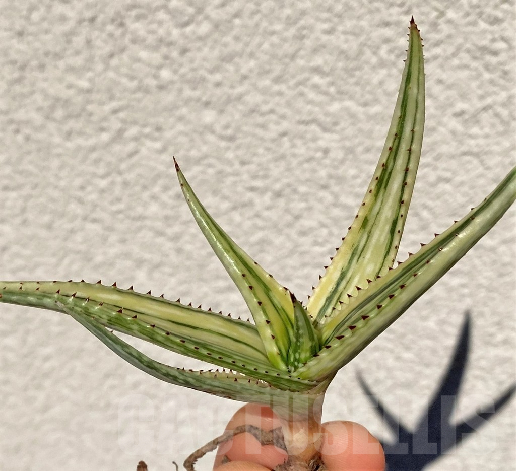 SHPR39019 Aloe somaliensis f.variegata