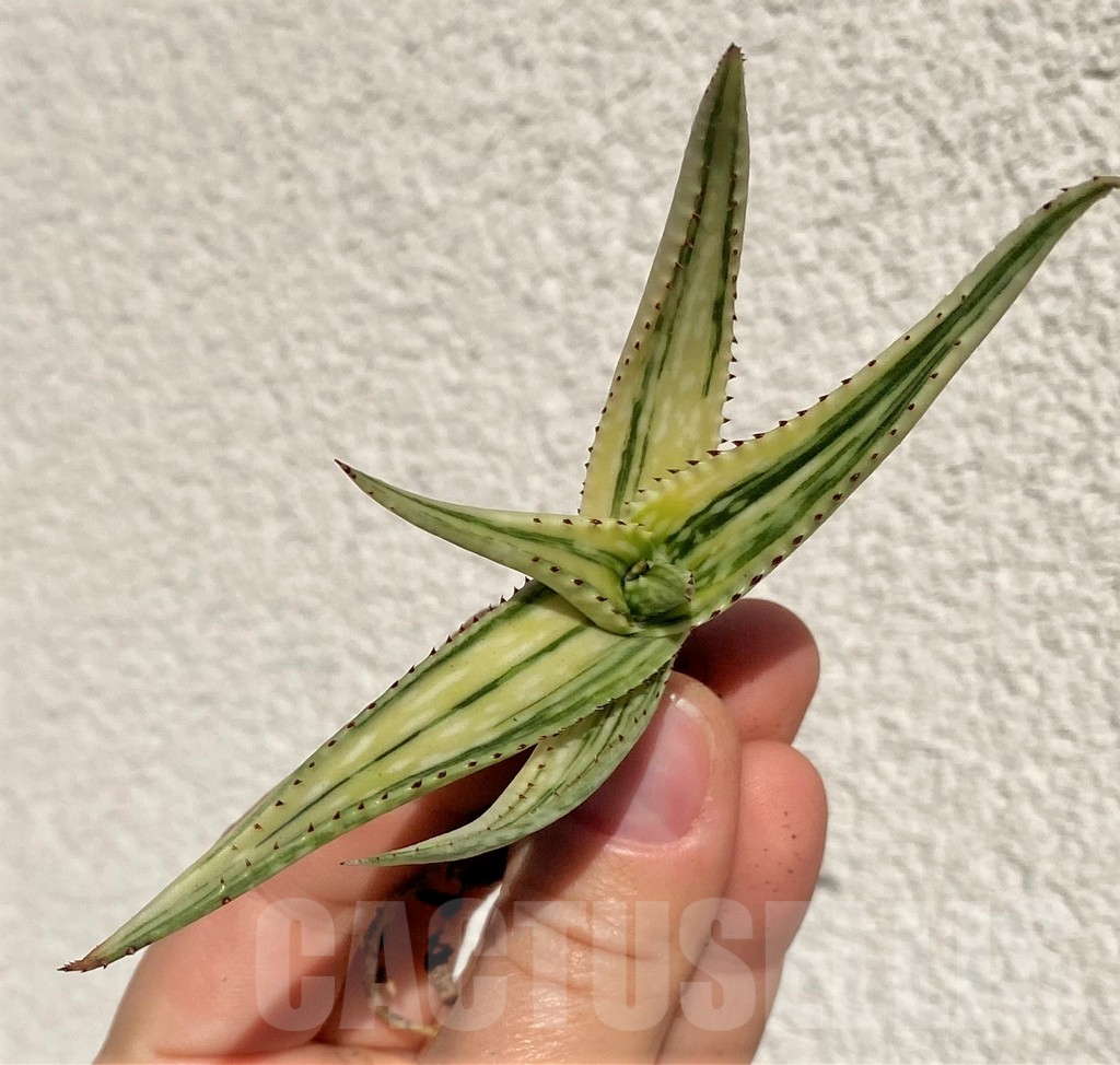SHPR39019 Aloe somaliensis f.variegata - Image 2