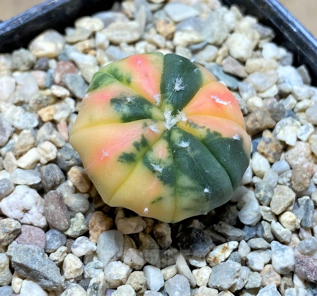 SHPR38686 Astrophytum asterias ‘Red Purple Skin’ f. variegata