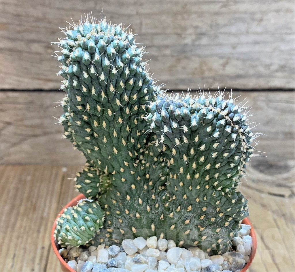 SHPR38687 Opuntia fulgida f. cristata - Obrázek 3