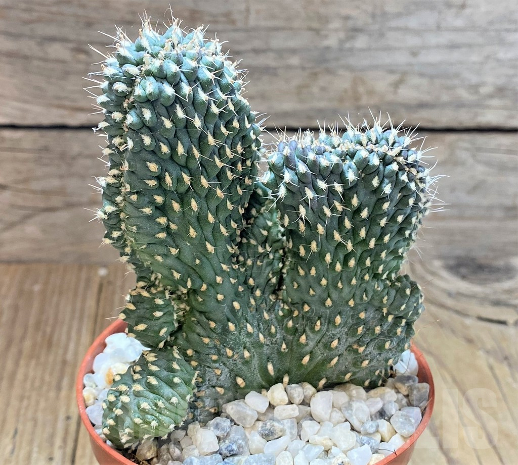 SHPR38687 Opuntia fulgida f. cristata - Obrázek 2