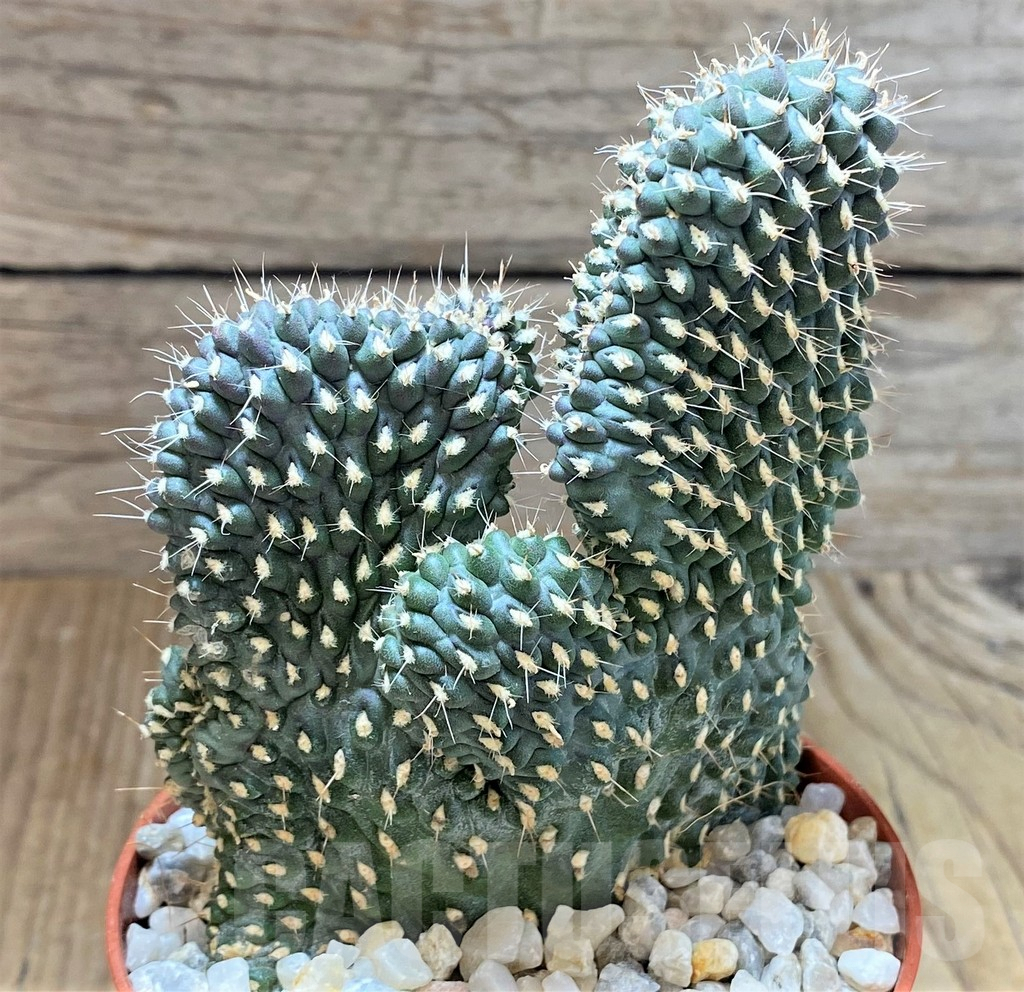 SHPR38687 Opuntia fulgida f. cristata