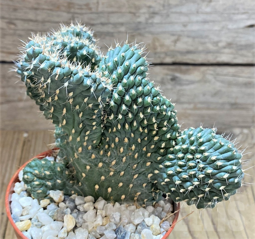 SHPR38688 Opuntia fulgida f. cristata - Obrázek 3