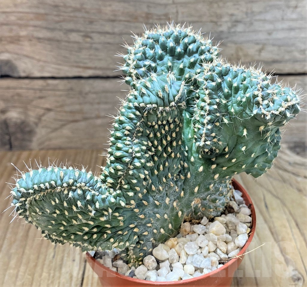 SHPR38688 Opuntia fulgida f. cristata