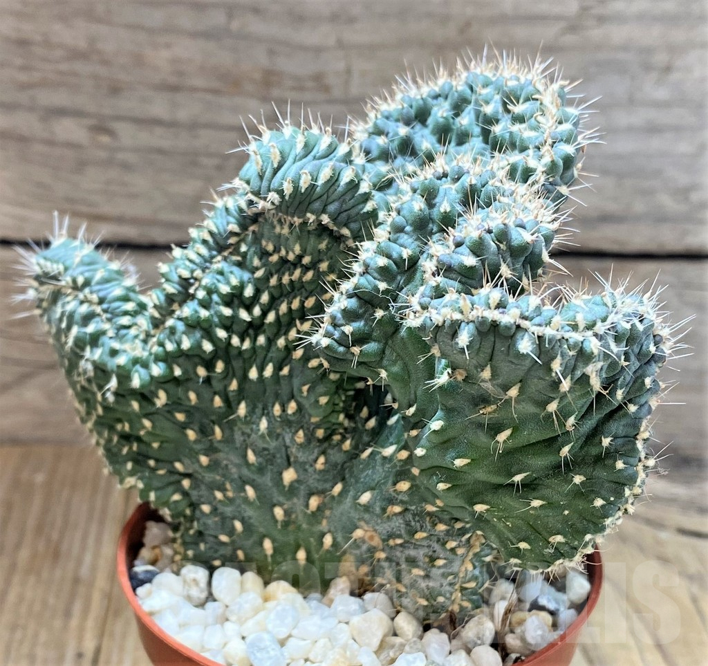 SHPR38688 Opuntia fulgida f. cristata - Obrázek 2