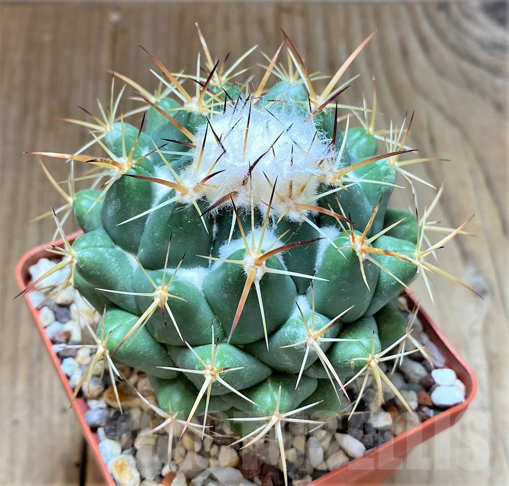 SHPR38690 Coryphantha calipensis, old 10 years