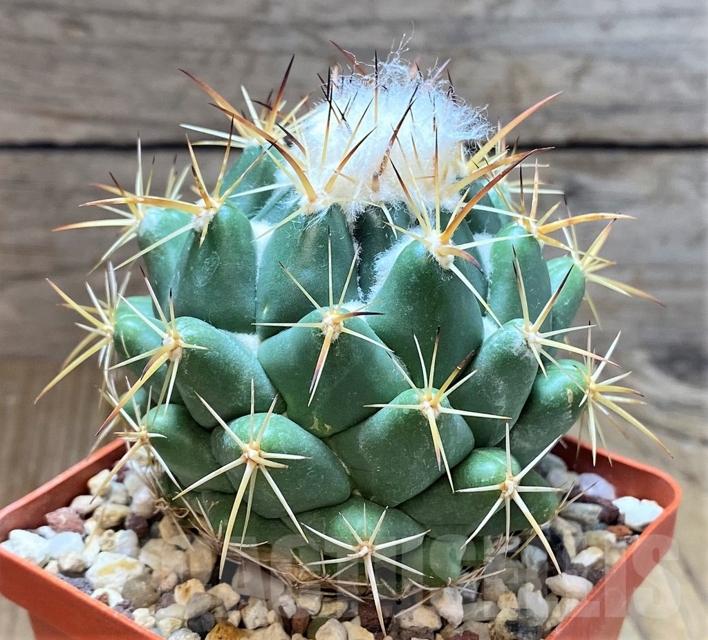 SHPR38690 Coryphantha calipensis, old 10 years - Image 2