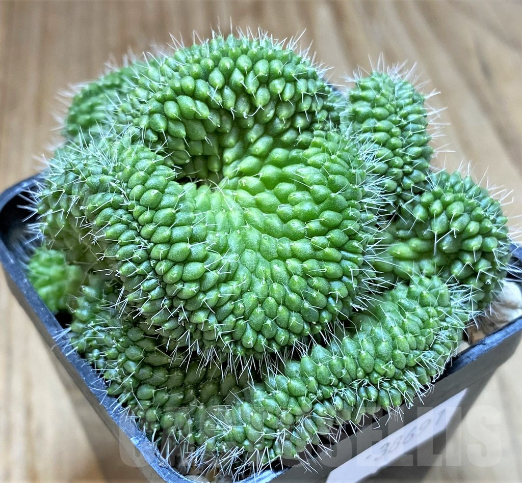 SHPR38691 Mammillaria bucareliensis f. cristata