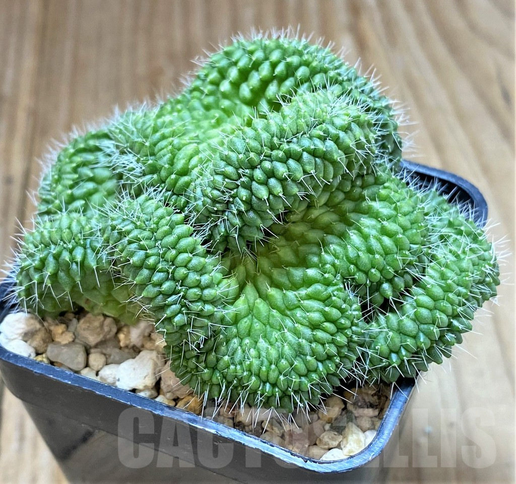 SHPR38691 Mammillaria bucareliensis f. cristata - Image 2