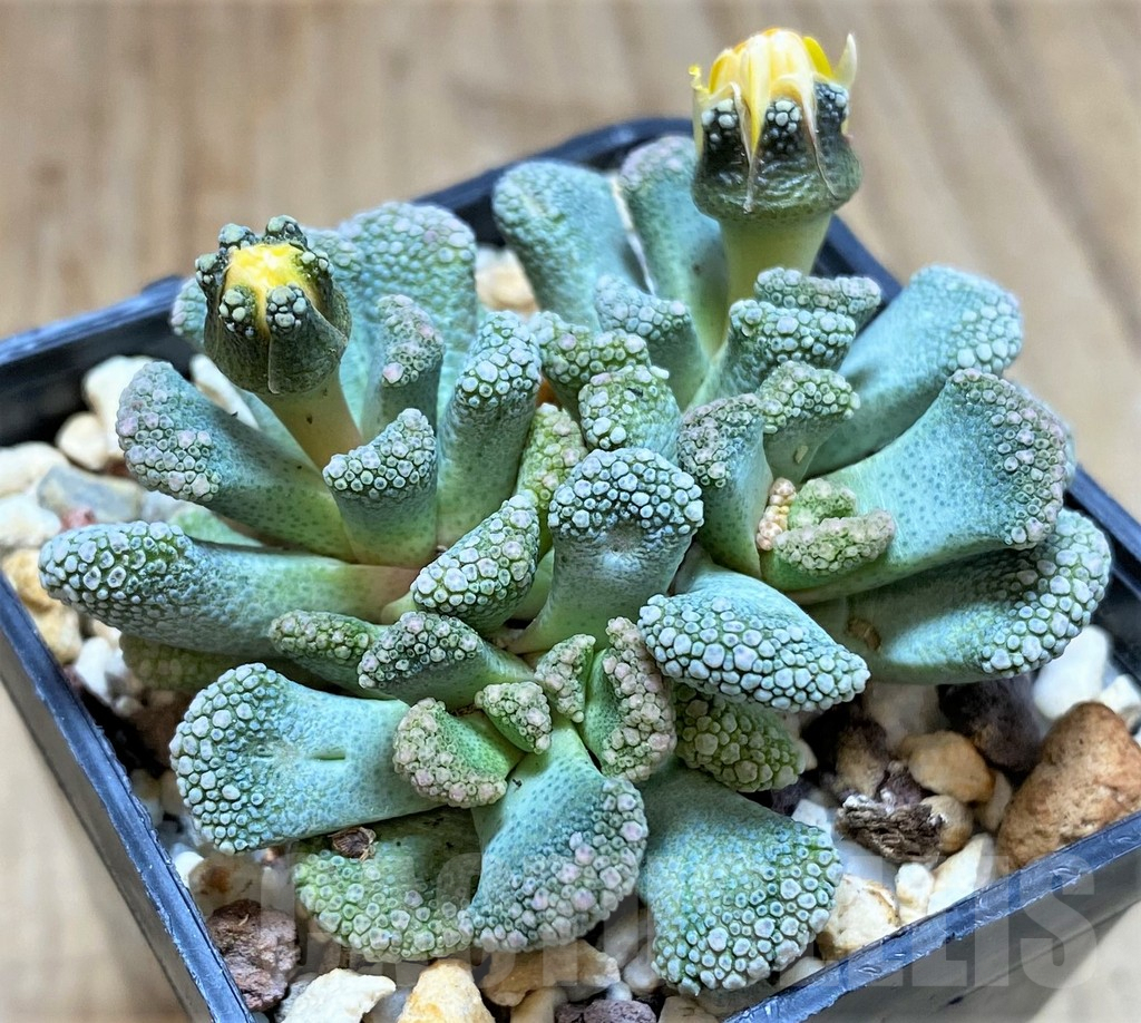 SHPR38647 Titanopsis calcarea - Image 2