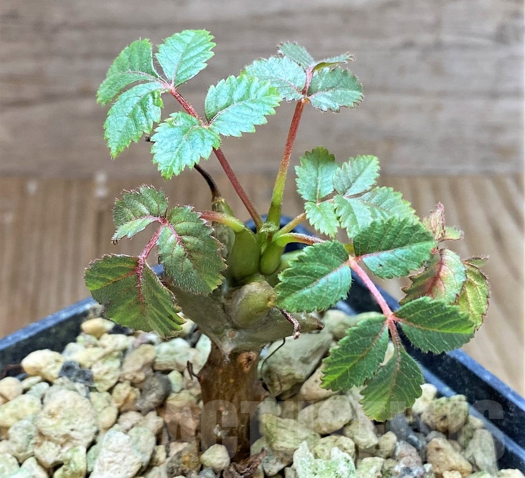 SHPR38694 Beiselia mexicana