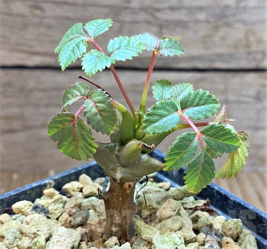 SHPR38694 Beiselia mexicana – Image 2