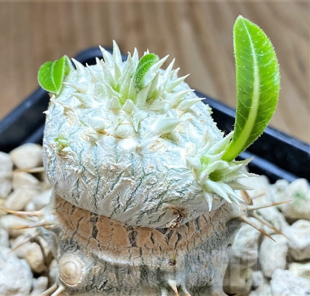 SHPR38695 Pachypodium brevicaule, grafted