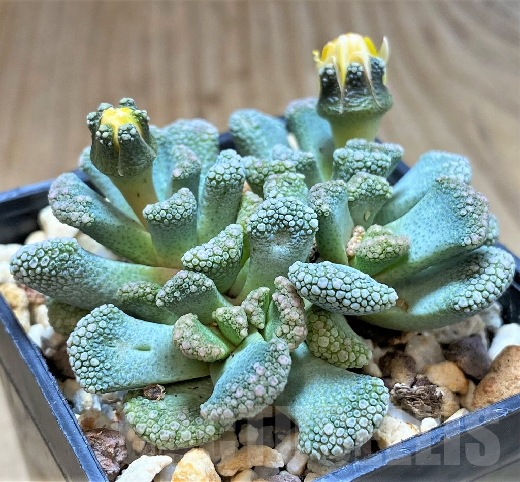 SHPR38647 Titanopsis calcarea