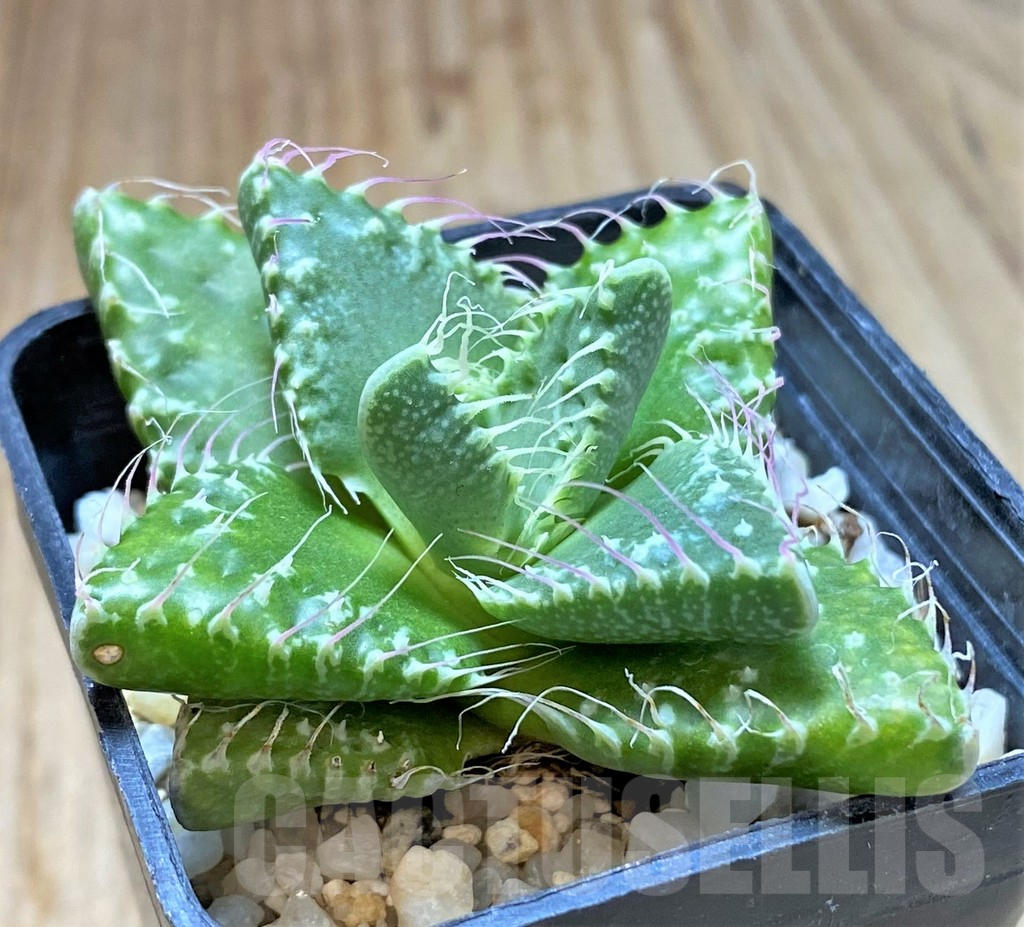 SHPR38696 Faucaria tuberculosa