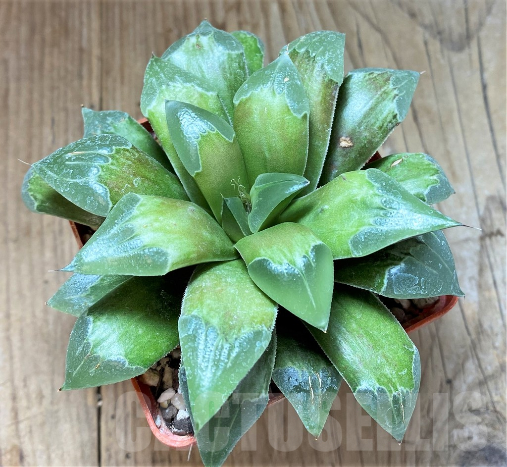 SHPR38697 Haworthia badia 'Chocobar' HB-2