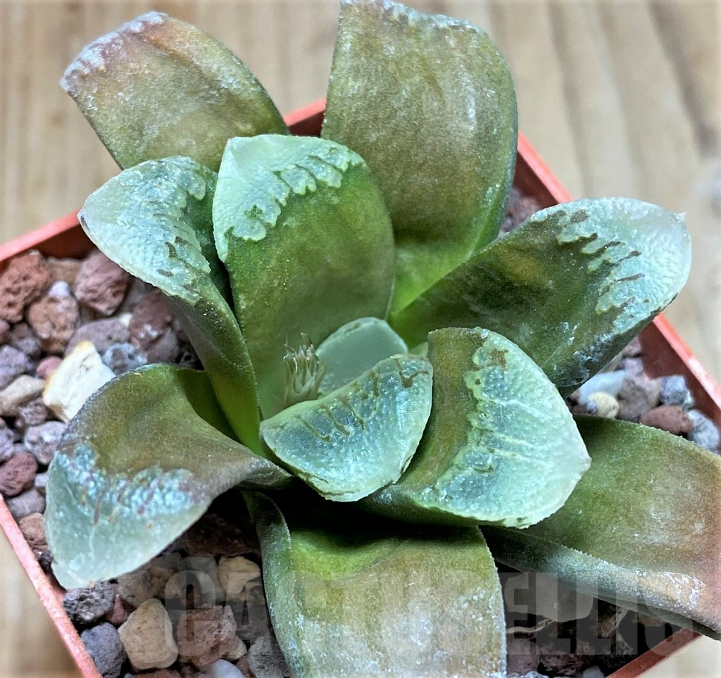 SHPR38699 Haworthia springbokvlakensis x maughanii
