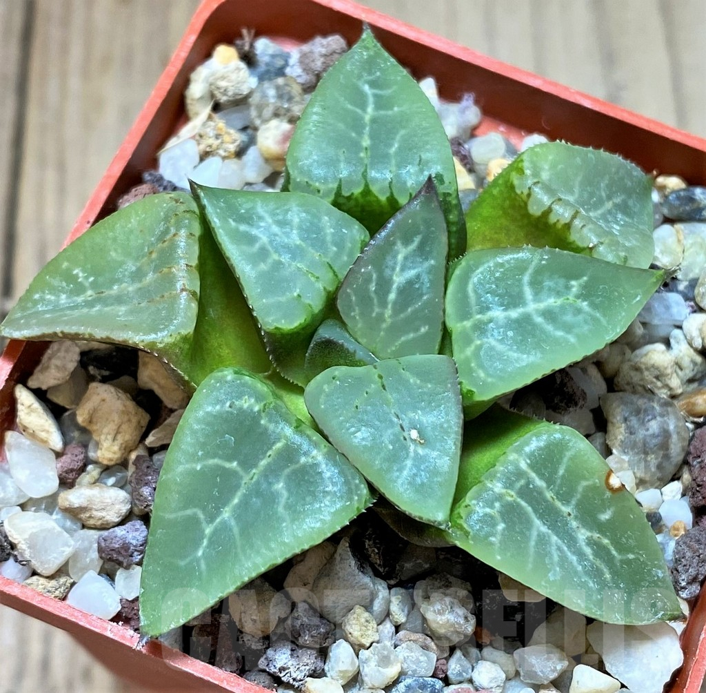 SHPR38702 Haworthia comptoniana x bayeri