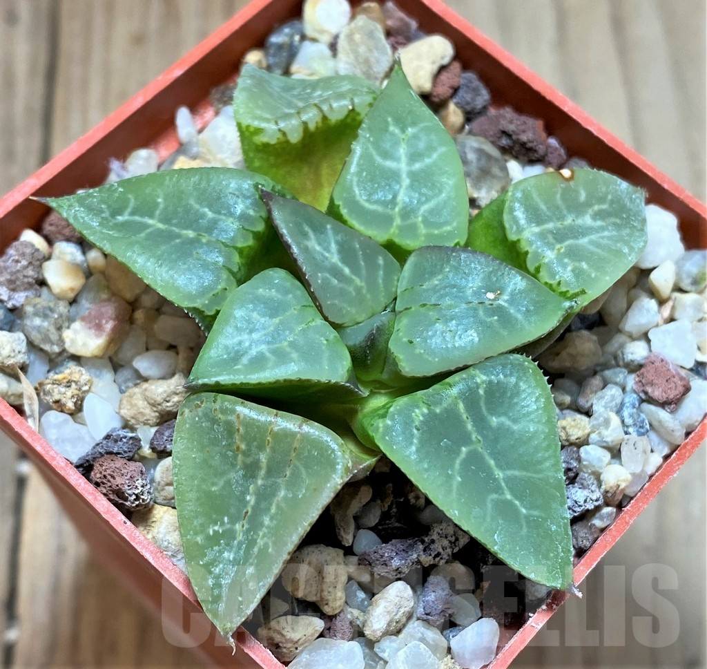 SHPR38702 Haworthia comptoniana x bayeri - immagine 2