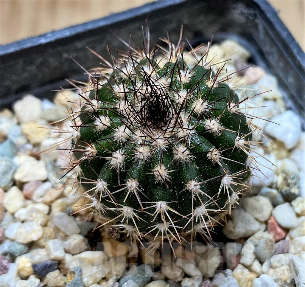 SHPR38649 Uebelmannia pectinifera – Bild 2