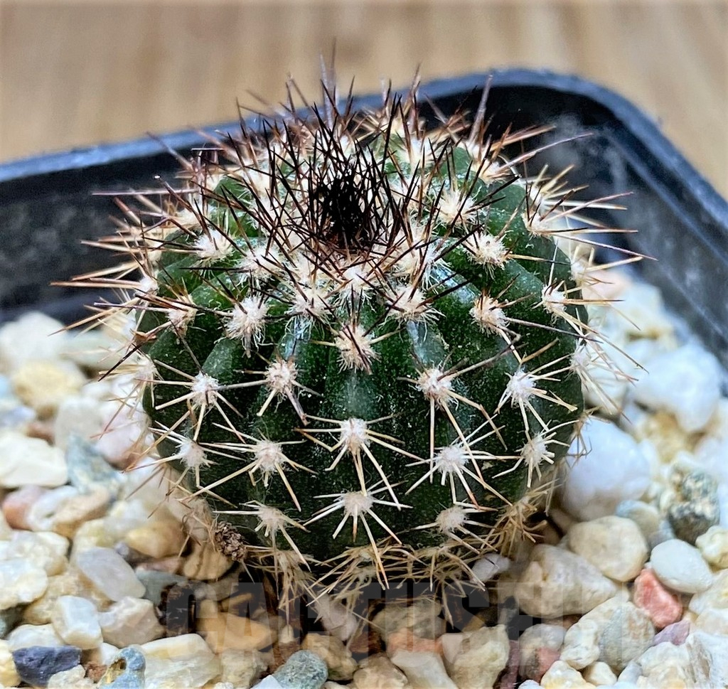 SHPR38649 Uebelmannia pectinifera