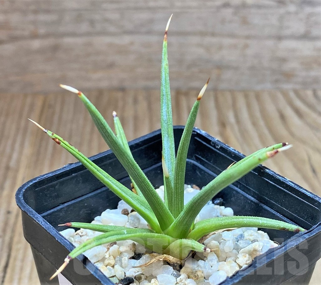 SHPR38644 Agave albopilosa