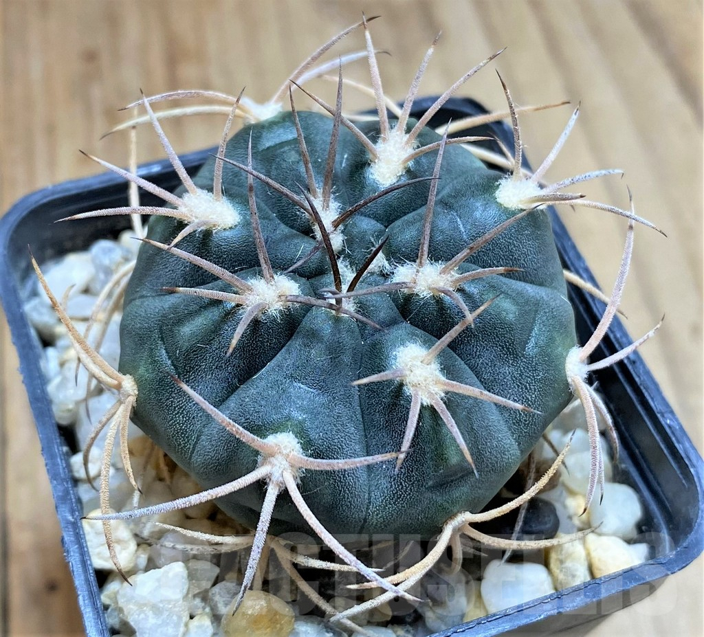 SHPR38650 Gymnocalycium acinacispinum, orange flower