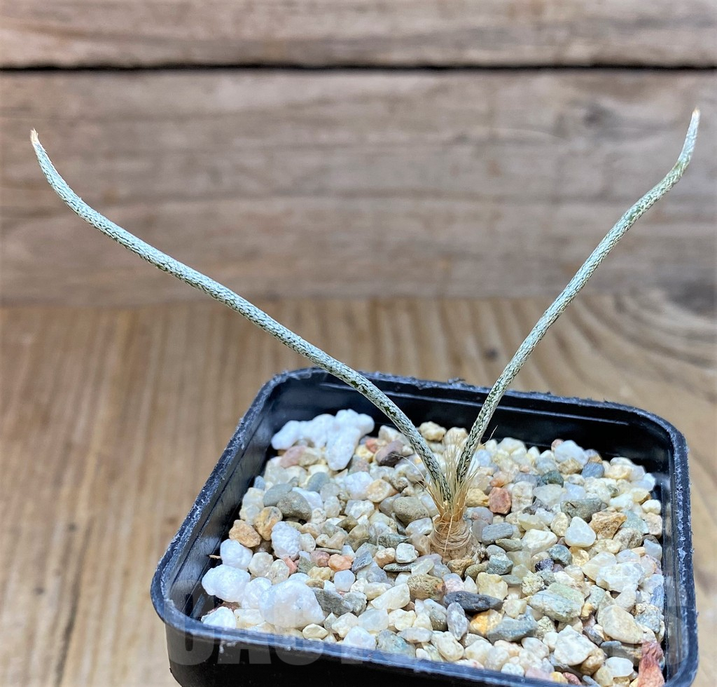 SHPR38651 Astrophytum caput-medusae