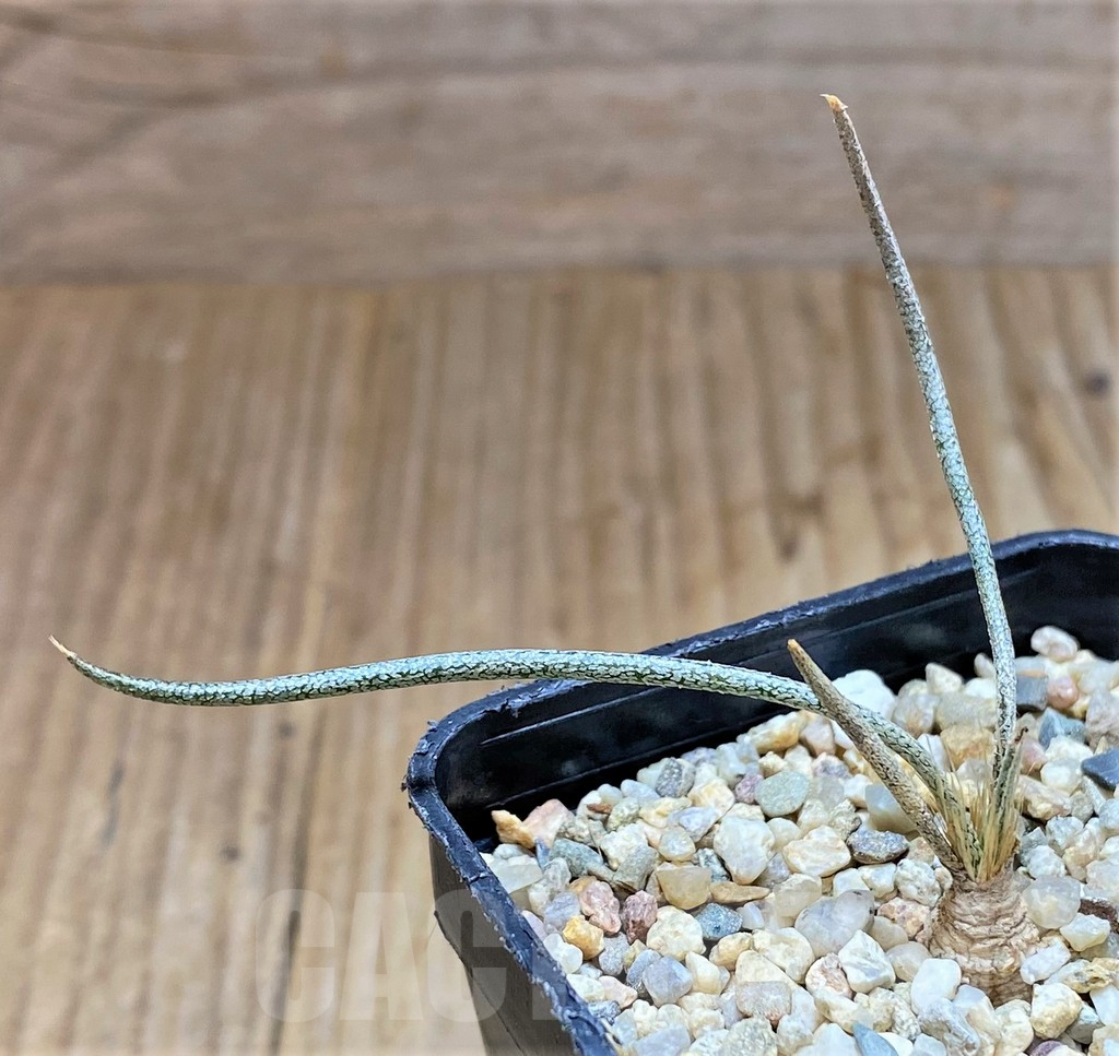 SHPR38652 Astrophytum caput-medusae