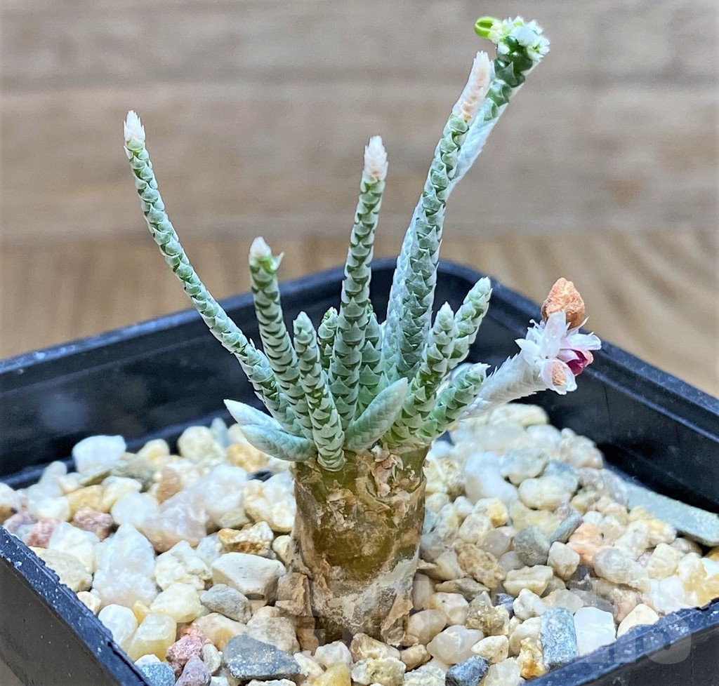 SHPR38654 Avonia quinaria