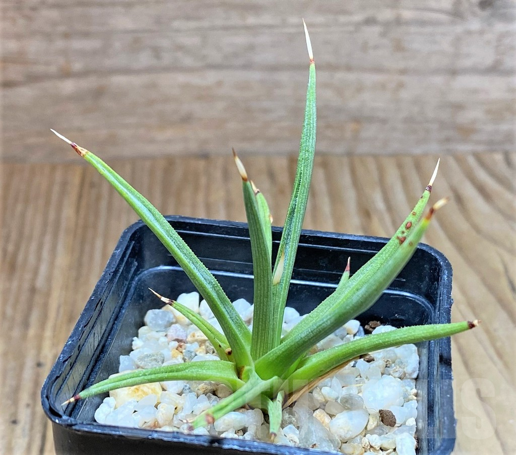 SHPR38644 Agave albopilosa - Image 2