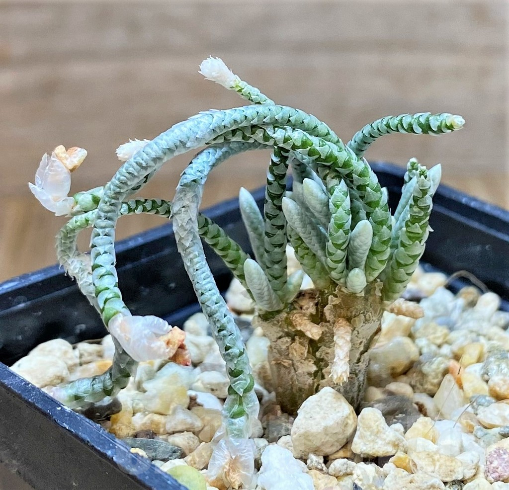 SHPR38655 Avonia quinaria