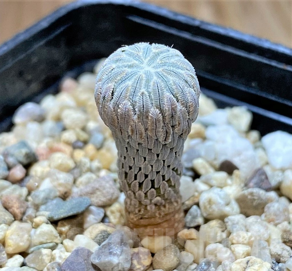 SHPR38657 Pelecyphora aselliformis LH1024 - Obrázek 2