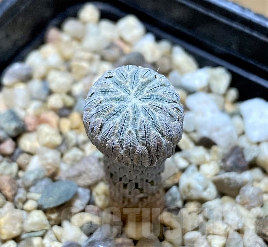 SHPR38657 Pelecyphora aselliformis LH1024